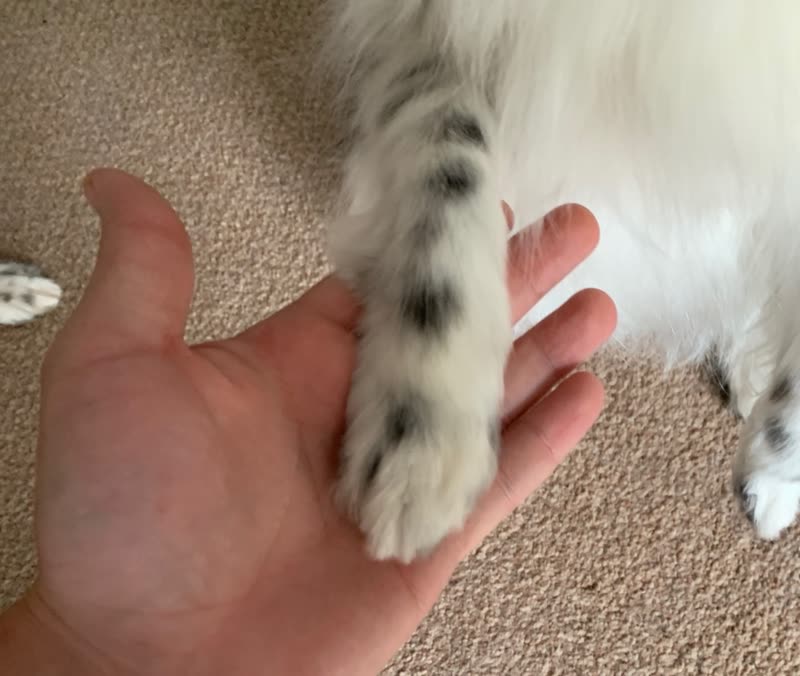 A groomer's hand holding a dog's freshly trimmed spotted tail