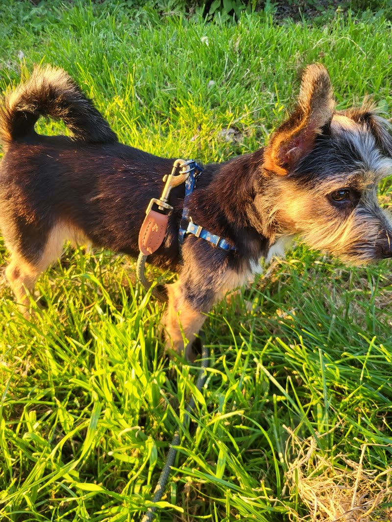 Small scruffy black-and-tan terrier standing in long sunlit grass on a lead