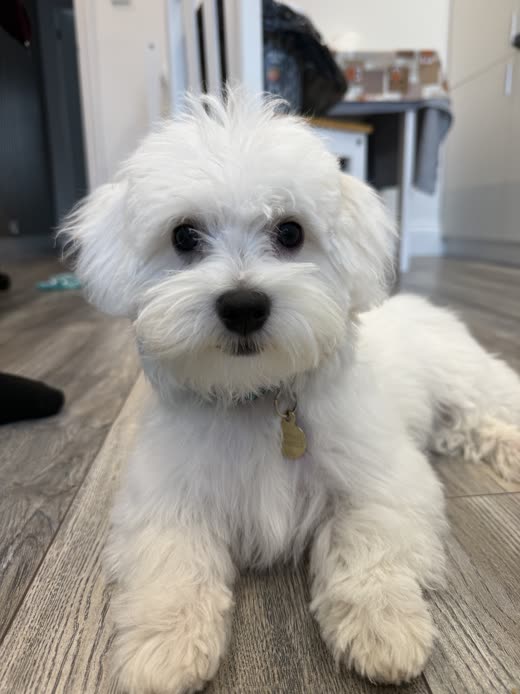 White bichon-type dog freshly groomed, coat neatly trimmed, lying on a wooden floor