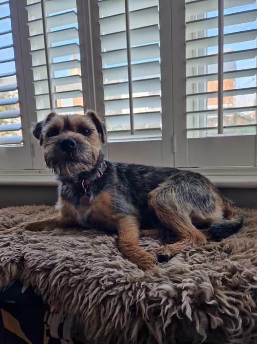 Border terrier with a neatly hand-stripped coat lying on a fluffy bed by a shuttered window