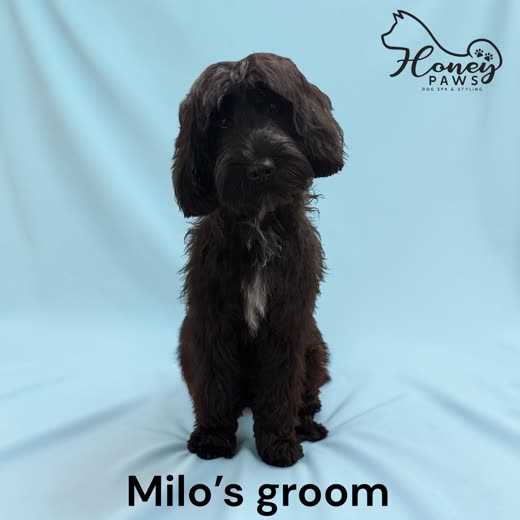 Black curly-coated doodle sitting against a pale blue studio backdrop after a groom