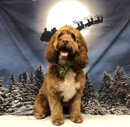 Brown cockapoo in a green bow tie after a groom, in front of a festive backdrop